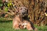 IRISH WOLFHOUND 412